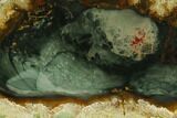 Polished Slab of Blue Mountain Jasper - Oregon #184877-1